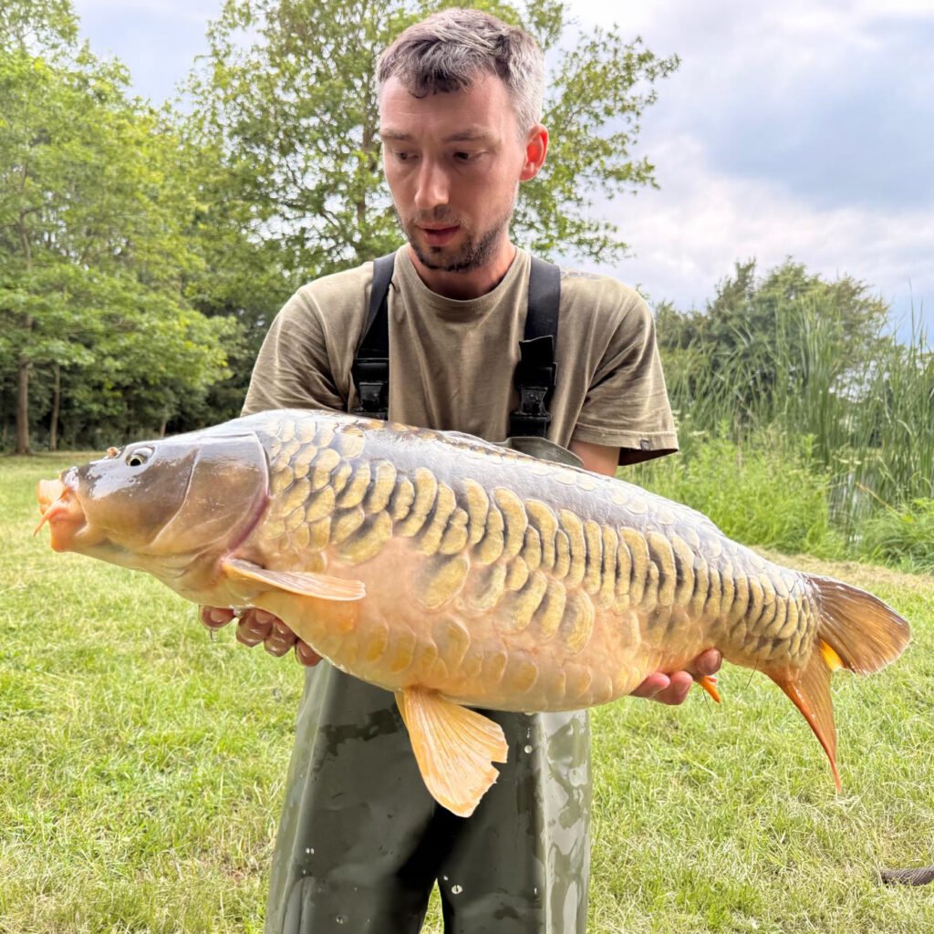 linear carp